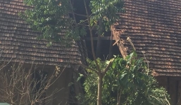 Tính toán không kĩ, người đàn ông cưa cây cổ thụ gãy sập nhà